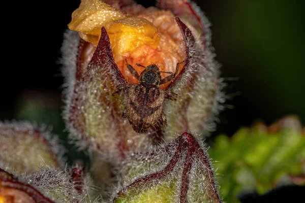 Pravý Dospělý Weevil Čeledi Curculionidae — Stock fotografie