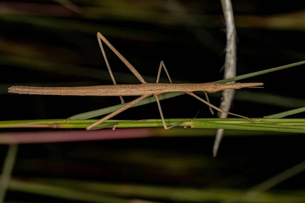 Adult Neotropical Stick Grasshopper Family Proscopiidae — 스톡 사진