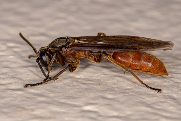 Adult Nocturnal Paper Wasp Species Apoica Thoracica — Fotografia de Stock