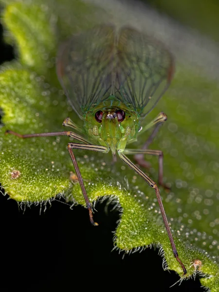 Dospělý Zelený Dictyopharid Planthopper Hmyz Čeledi Dictyopharidae — Stock fotografie