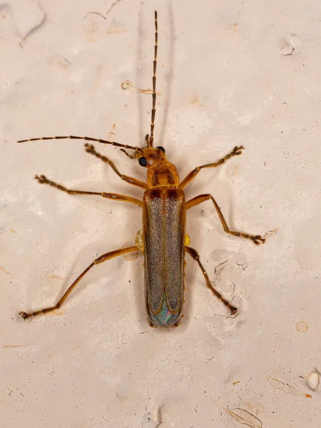 Adult Elateriform Beetle Infraorder Elateriformia — Stock Photo, Image