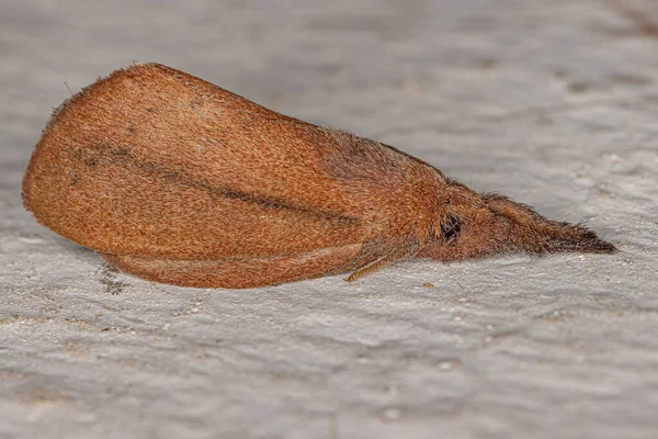 Inseto Traça Adulto Ordem Lepidoptera — Fotografia de Stock