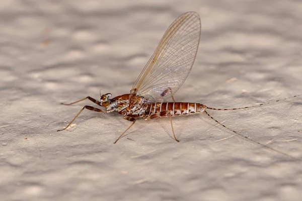 Dospělá Žena Mayfly Řádu Ephemeroptera — Stock fotografie