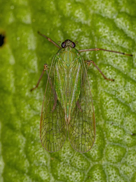 Piantagrane Dictyopharid Verde Adulto Insetto Della Famiglia Dictyopharidae — Foto Stock