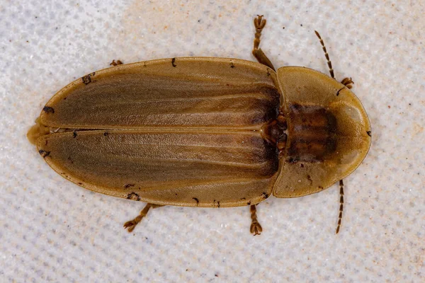 Escarabajo Luciérnaga Adulto Tribu Cratomorphini —  Fotos de Stock