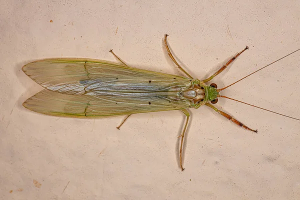 Adulto Caddisfly Insect Genus Sinestropsis — Fotografia de Stock