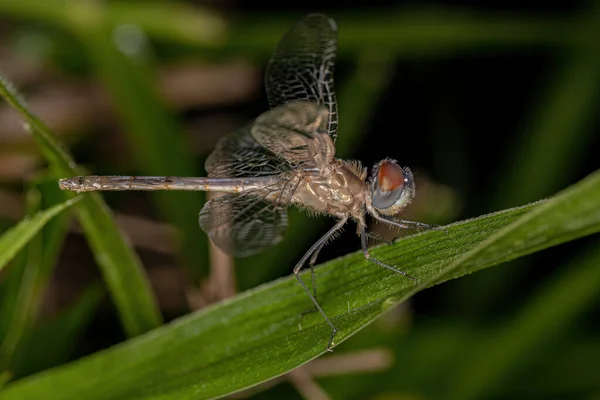 Adult Dragonfly Insect Superfamily Libelluloidea — Fotografia de Stock