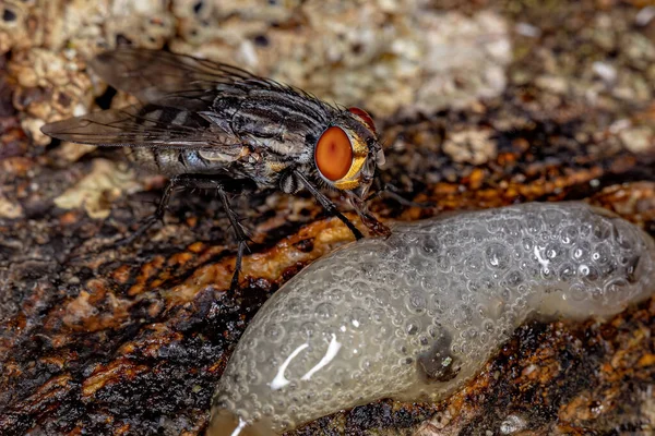 Mucha Dorosłego Osobnika Rodziny Sarkofagowatych — Zdjęcie stockowe
