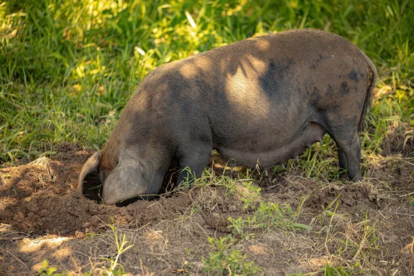 Schweinezucht Einem Freilandschweinstall Mit Selektivem Fokus — Stockfoto