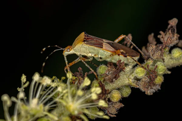 Hypselonotus Cinsinin Yetişkin Yaprak Ayaklı Böceği — Stok fotoğraf