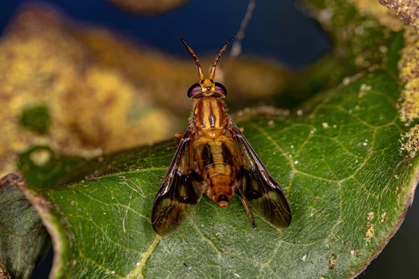 Adult Horse Fly Genus Chrysops — Stok fotoğraf