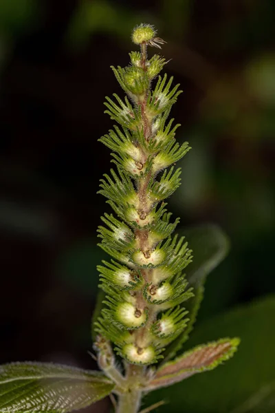 Angiosperm Plant Species Acalypha Vellamea Close — Stok fotoğraf