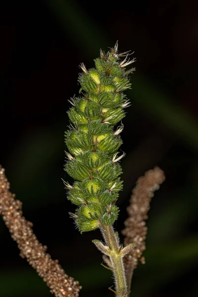 Angiosperm Plant Species Acalypha Vellamea Close — Foto Stock