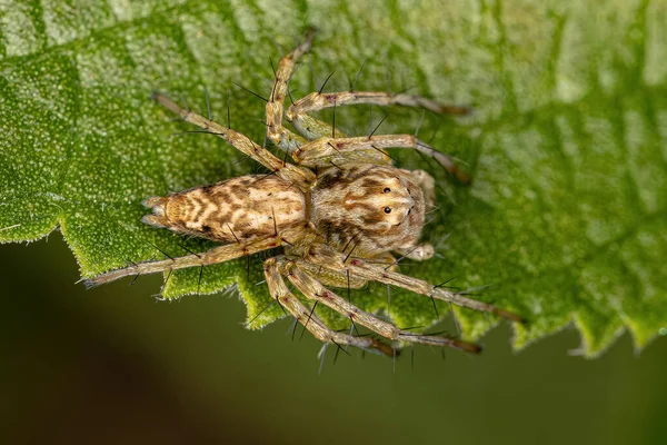 Adult Lynx Spider Genus Hamataliwa — Stockfoto