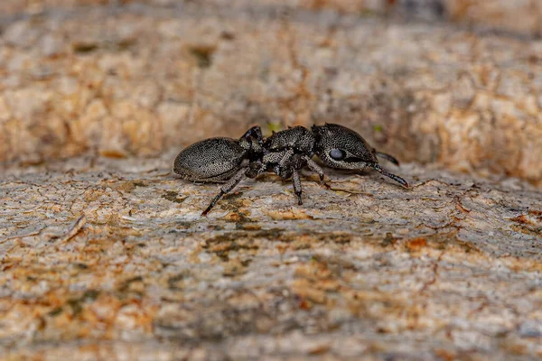 Ενηλίκων Black Turtle Ant Genus Κεφαλωτές — Φωτογραφία Αρχείου