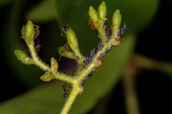 Kleine Bladluizen Insecten Van Familie Aphididae — Stockfoto