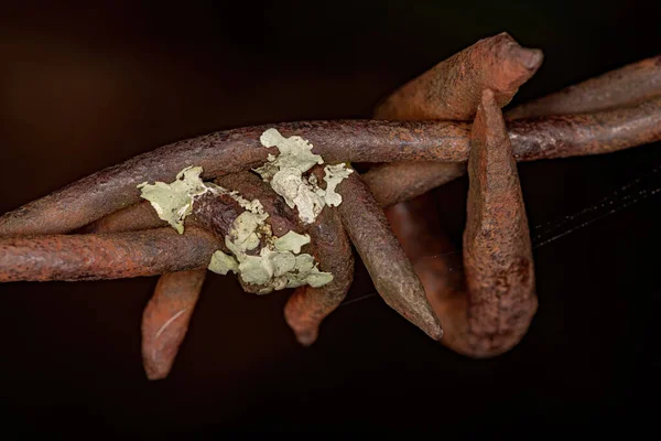錆びた鉄条網金属中の科パルメリア属の小さなシールドLichen — ストック写真