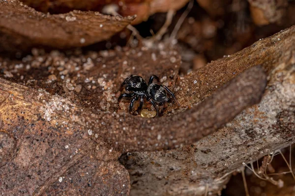 Pequenas Aranhas Saltadoras Género Corythalia — Fotografia de Stock