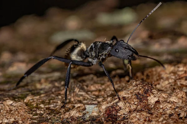Hembra Adulto Brillante Azúcar Dorado Hormiga Especie Camponotus Sericeiventris —  Fotos de Stock