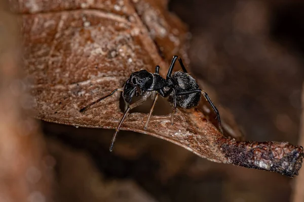 Adult Jumping Spider Genus Sarinda Mimics Carpenter Ants Genus Camponotus — стокове фото