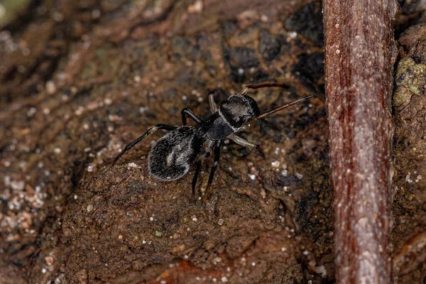 Adult Jumping Spider Genus Sarinda Mimics Carpenter Ants Genus Camponotus —  Fotos de Stock
