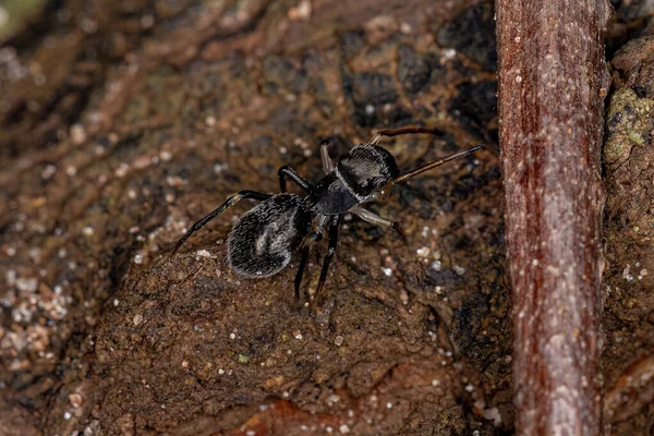 Adult Jumping Spider Genus Sarinda Που Μιμείται Μυρμήγκια Ξυλουργός Του — Φωτογραφία Αρχείου