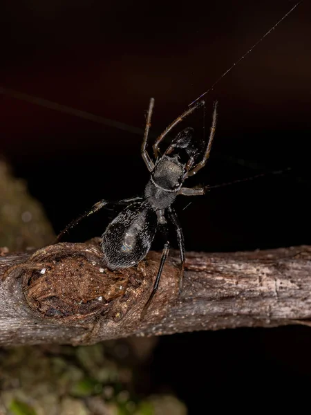 Adult Jumping Spider Genus Sarinda Που Μιμείται Μυρμήγκια Ξυλουργός Του — Φωτογραφία Αρχείου