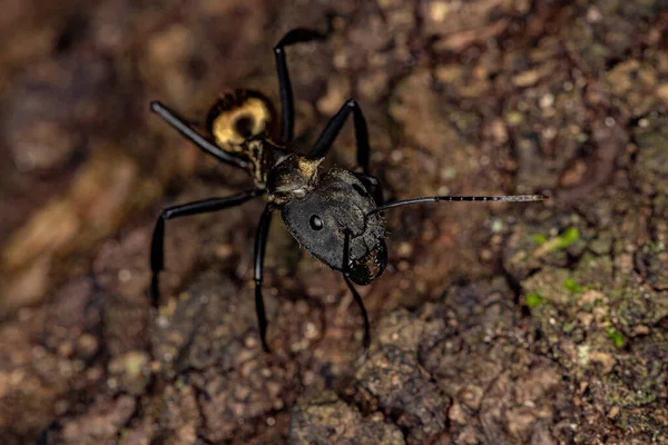 Femelle Adulte Sucre Doré Chatoyant Fourmi Espèce Camponotus Sericeiventris — Photo
