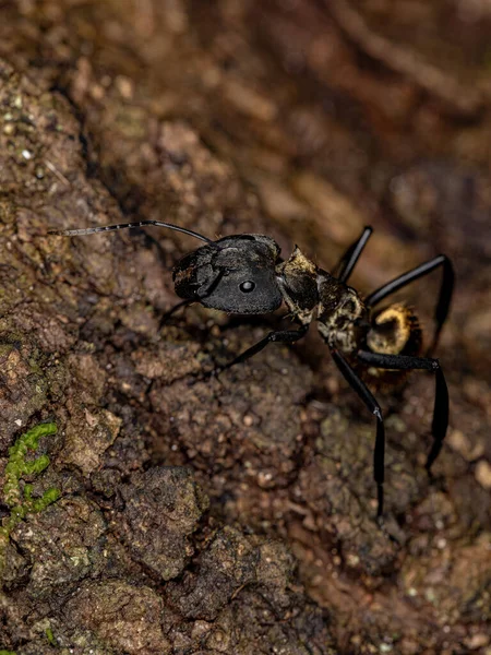 Female Adult Shimmering Golden Sugar Ant Species Camponotus Sericeiventris — Stock Photo, Image
