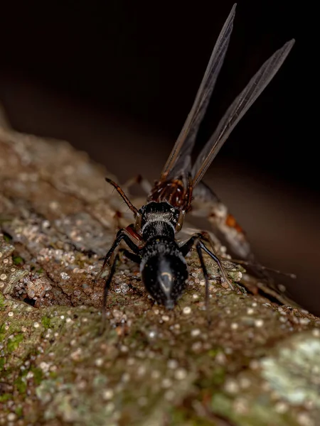 Adult Jumping Spider Genus Sarinda Mimics Carpenter Ants Genus Camponotus — Fotografia de Stock