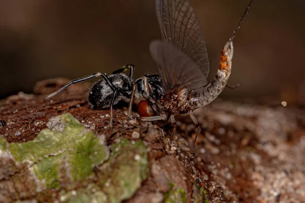 Adult Jumping Spider Genus Sarinda Mimics Carpenter Ants Genus Camponotus — Fotografia de Stock