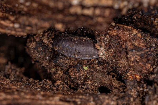 Wood Cockroach Eggcase Family Ectobiidae — стокове фото