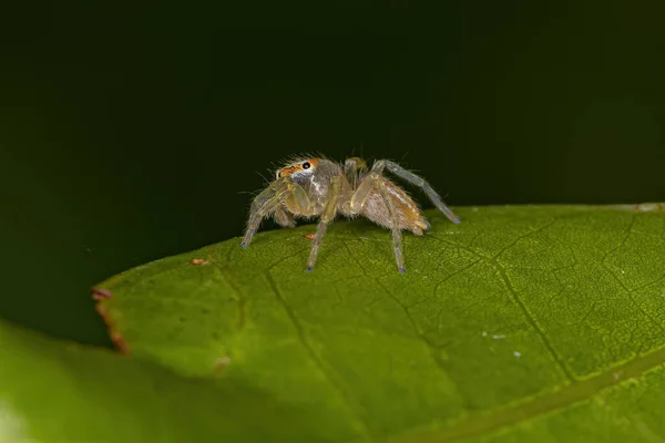 Small Jumping Spider Genus Chira — стокове фото