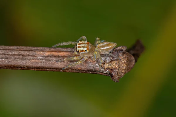 Small Jumping Spider Genus Chira — Stock Photo, Image