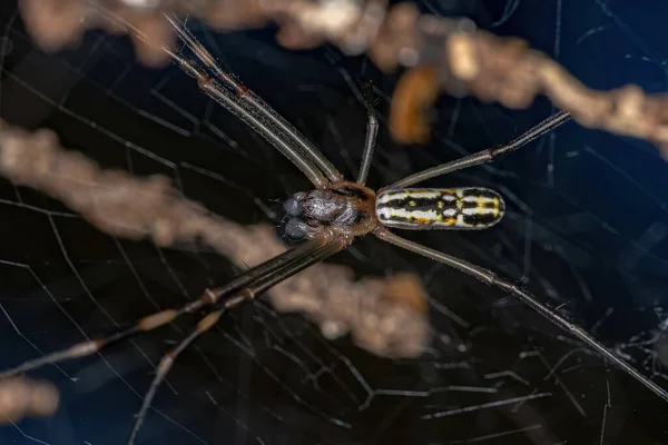 Male Adult Golden Silk Spider Species Trichonephila Clavipes — Photo