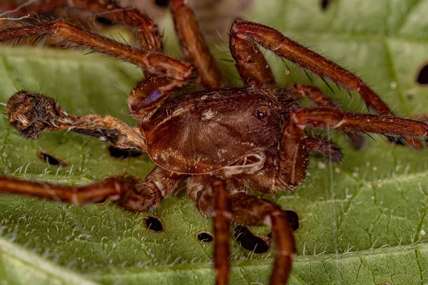 Περιπλανώμενη Αράχνη Exuviae Της Οικογένειας Ctenidae — Φωτογραφία Αρχείου