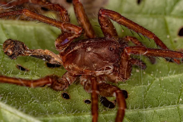 Araignée Errante Exuviae Famille Des Ctenidae — Photo