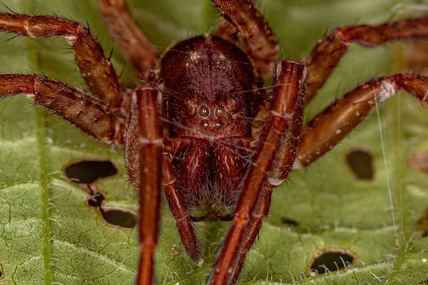 Wandering Spider Exuviae Family Ctenidae — Fotografia de Stock