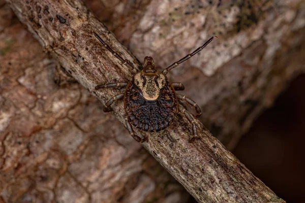 Female Adult Cayenne Tick Species Amblyomma Cajennense — Stock Photo, Image
