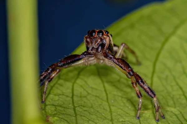 Asaracus Cinsinin Erkek Yetişkin Atlayan Örümceği — Stok fotoğraf