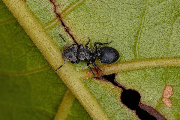 属頭足類の成虫黒亀甲アリ — ストック写真