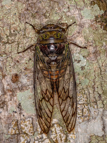 Adult Cicada Insect Genus Fidicina — Stockfoto