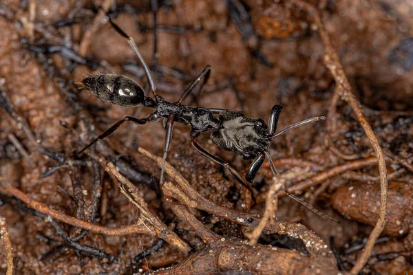 Odontomachus cinsinin Yetişkin Tuzak Çene Karıncası