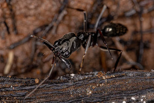 Adult Trap Jaw Ant Genus Odontomachus — Stock Photo, Image