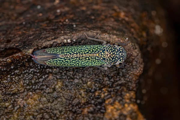 Insecto Tirador Adulto Subfamilia Cicadellinae — Foto de Stock