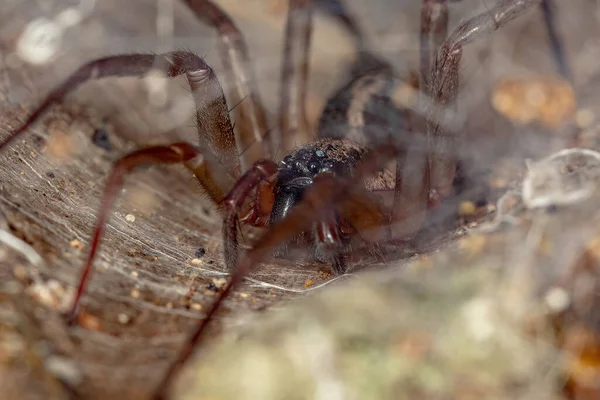 Female Adult Corinnoid Spider Genus Xeropigo Funnel Web — ストック写真