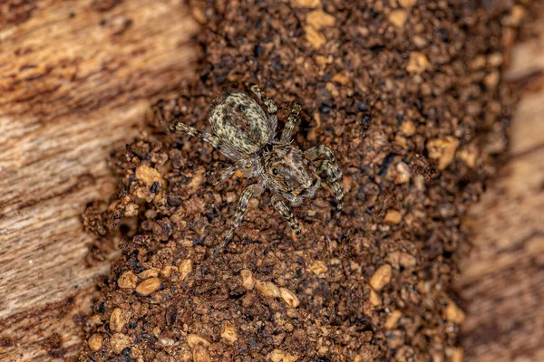Small Jumping Spider Genus Titanattus — Stockfoto