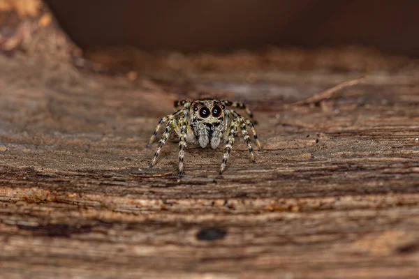 Small Jumping Spider Genus Titanattus — Stock Photo, Image