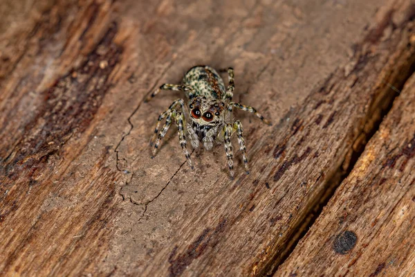 Small Jumping Spider Genus Titanattus — стоковое фото
