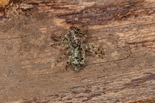 Small Jumping Spider Genus Titanattus — Fotografia de Stock